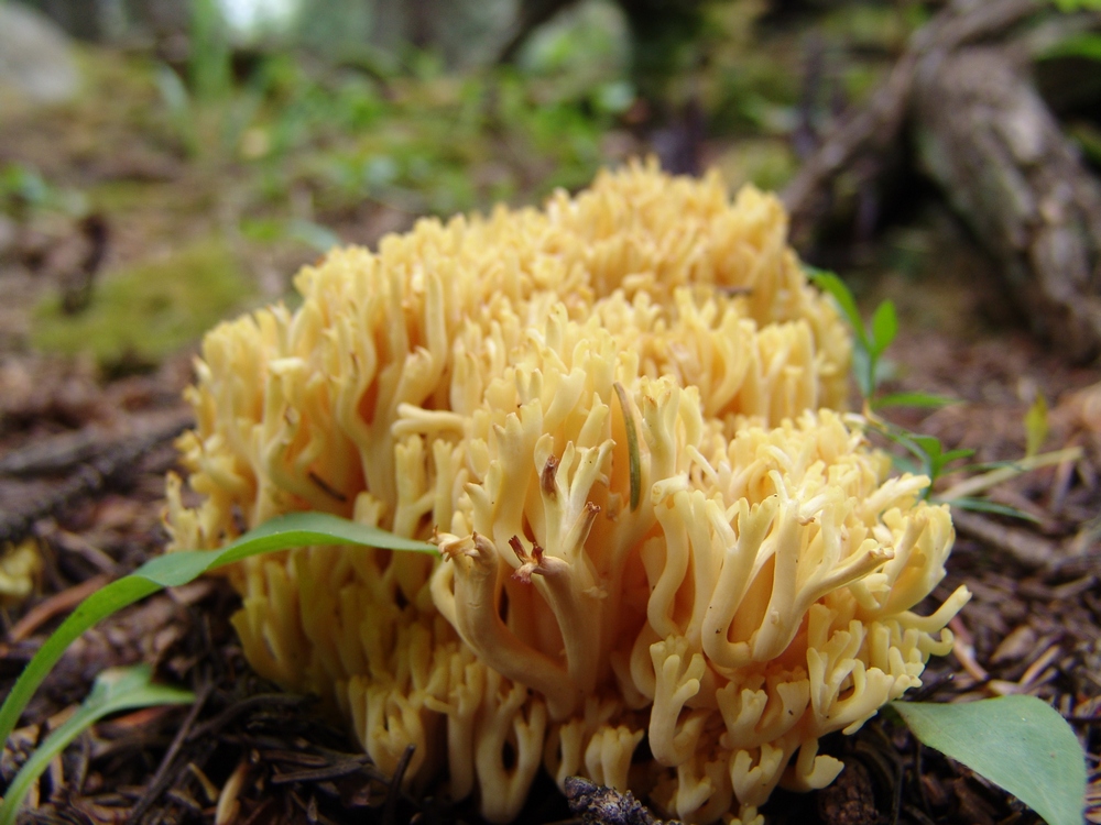 Funky Yellow Mushroom